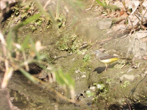 Grey Wagtail