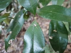 Myrceugenia planipes
