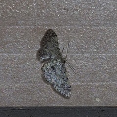 Idaea pervertipennis