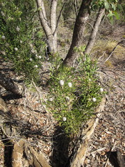 Isopogon trilobus