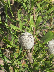 Isopogon trilobus