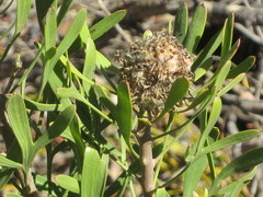 Isopogon trilobus