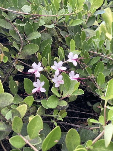 Volkameria inermis observed 2026-02-12