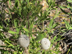 Isopogon trilobus