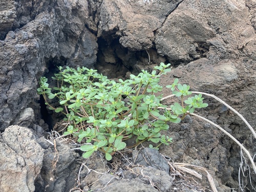 Portulaca oleracea observed 2026-02-12