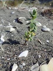 Pimelea villosa