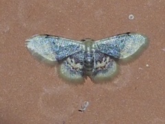 Idaea scintillularia