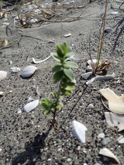 Pimelea villosa