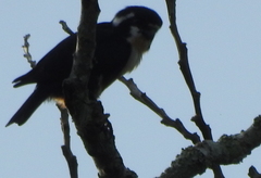 Microhierax fringillarius