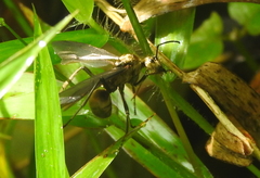 Polyrhachis