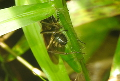 Polyrhachis