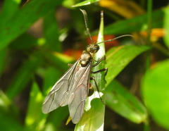 Polyrhachis