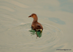 Gallinula chloropus