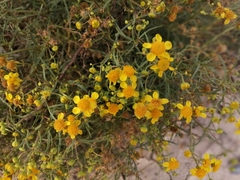 Haploesthes fruticosa