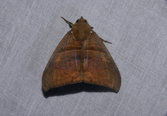 Ophisma basigutta