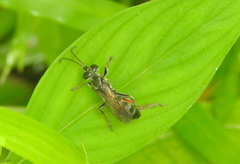 Liris subtessellatus