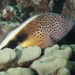 Freckled Hawkfish - Photo (c) Craig Fujii, some rights reserved (CC BY-NC-ND), uploaded by Craig Fujii