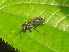 Liris subtessellatus