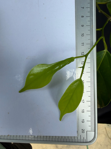 Scorodocarpus borneensis, photograph 2