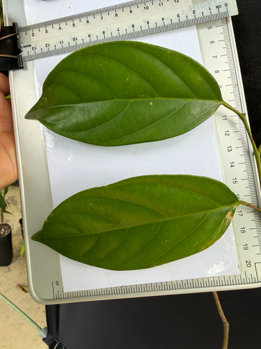 Scorodocarpus borneensis, photograph 3