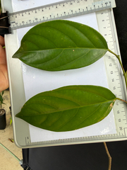 Scorodocarpus borneensis, photograph (c) Adam Kamal, some rights reserved (CC BY)