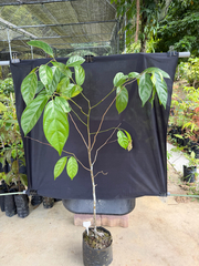 Scorodocarpus borneensis