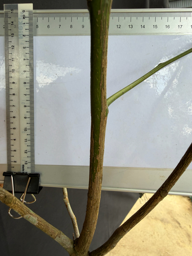 Scorodocarpus borneensis, photograph 6