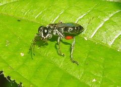 Liris subtessellatus