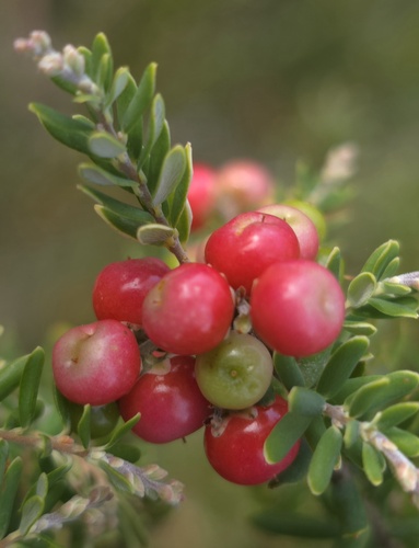 Acrothamnus hookeri, photograph 5