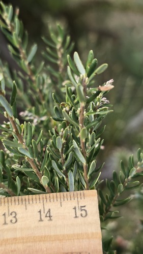 Acrothamnus hookeri, photograph 6