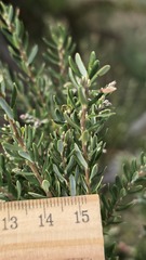 Acrothamnus hookeri, photograph (c) Petra Holland, some rights reserved (CC BY)