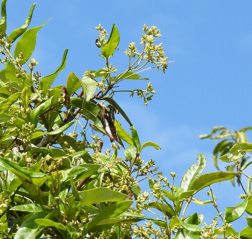 Photo of Macleay's Swallowtail (Graphium macleayanus)