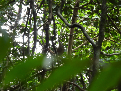 Paradise Riflebird (Ptiloris paradiseus), photo 4
