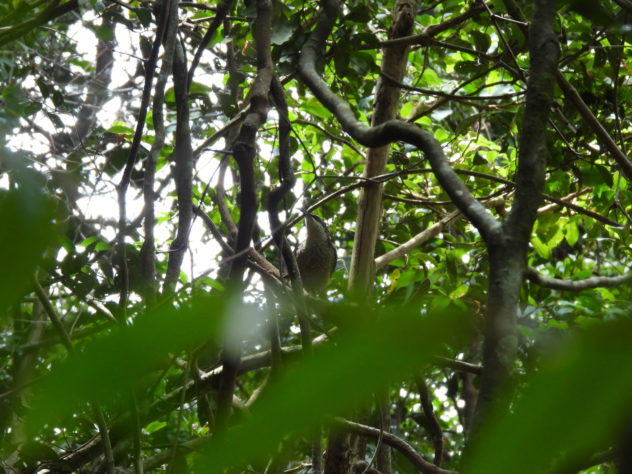 Paradise Riflebird (Ptiloris paradiseus), photo 8