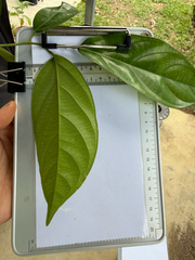 Scorodocarpus borneensis, photograph (c) Adam Kamal, some rights reserved (CC BY)