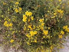 Haploesthes fruticosa