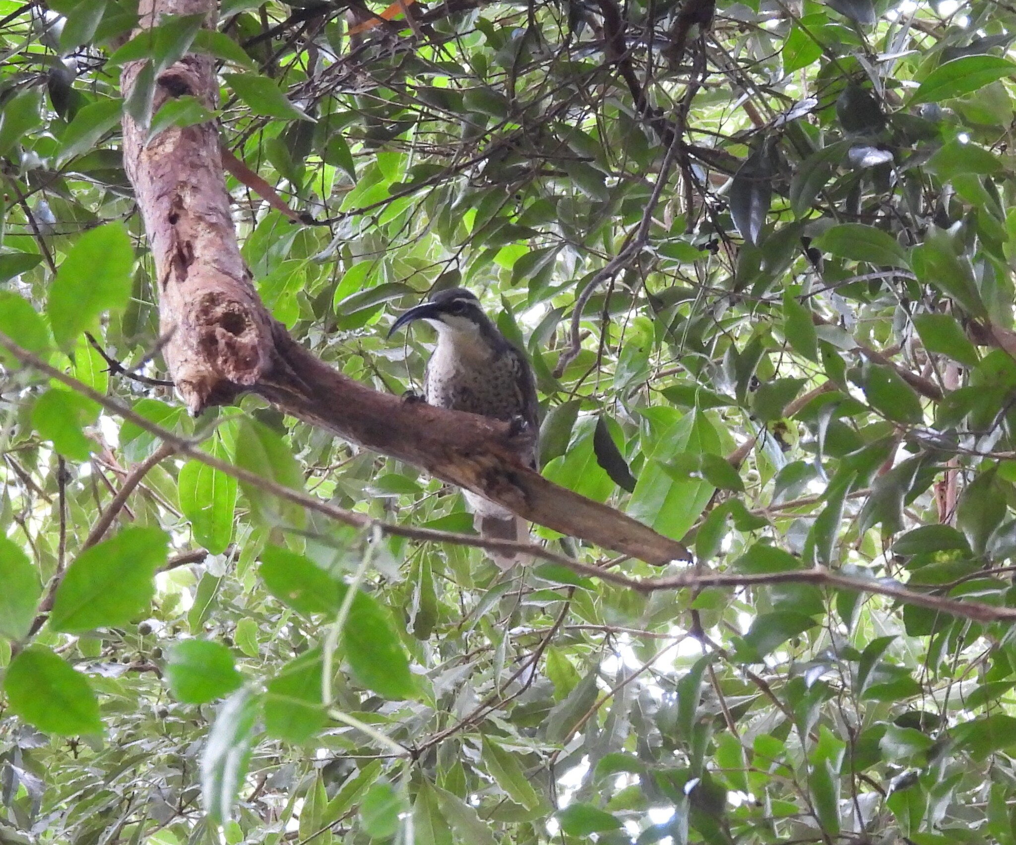 Paradise Riflebird (Ptiloris paradiseus), photo 7