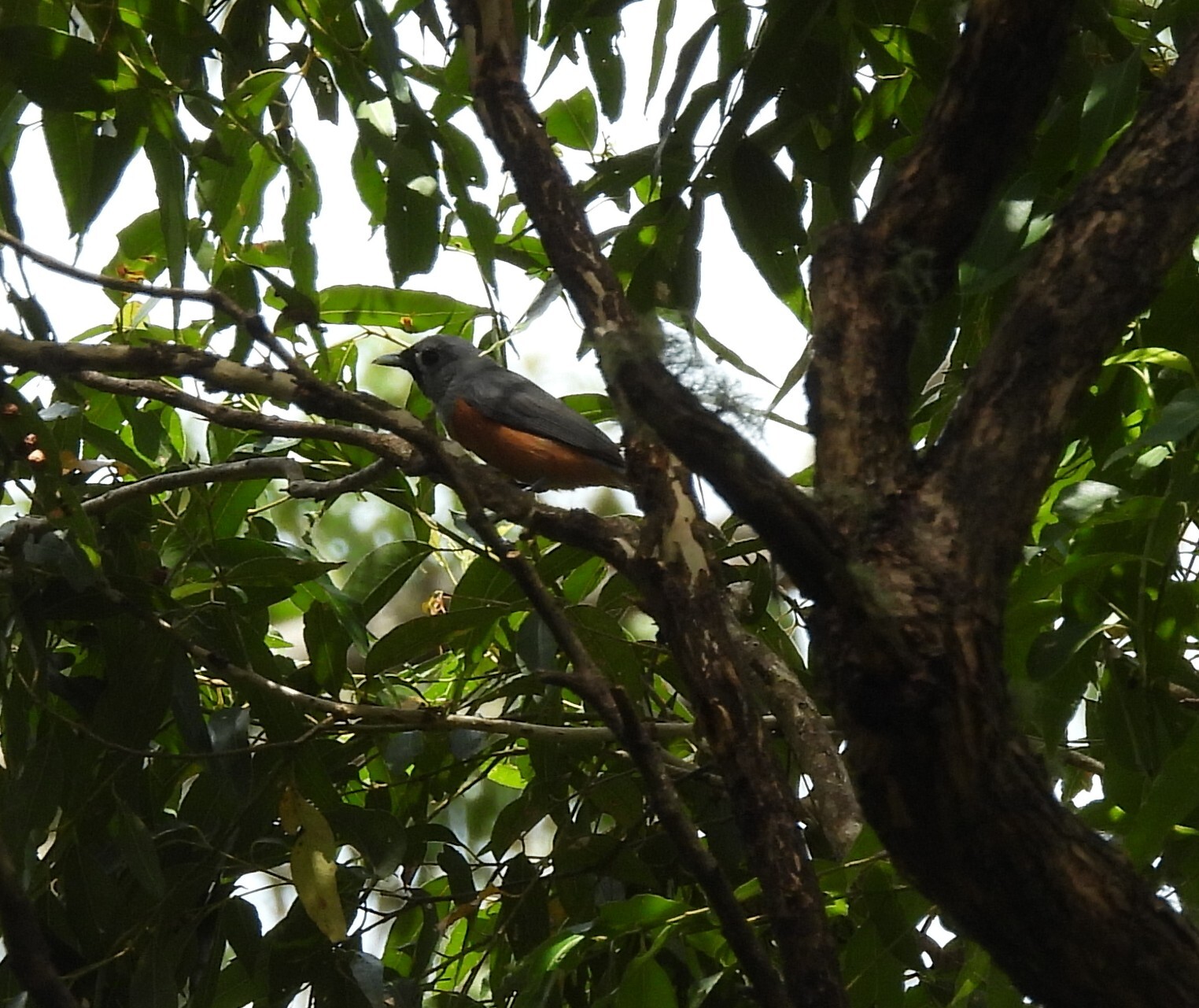 Black-faced Monarch (Monarcha melanopsis), photo 9