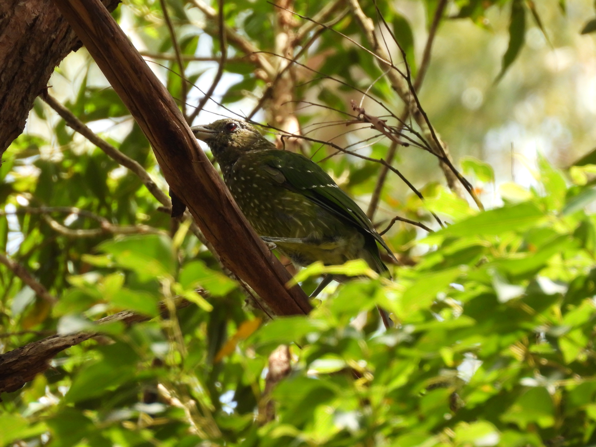 Green Catbird (Ailuroedus crassirostris), photo 9