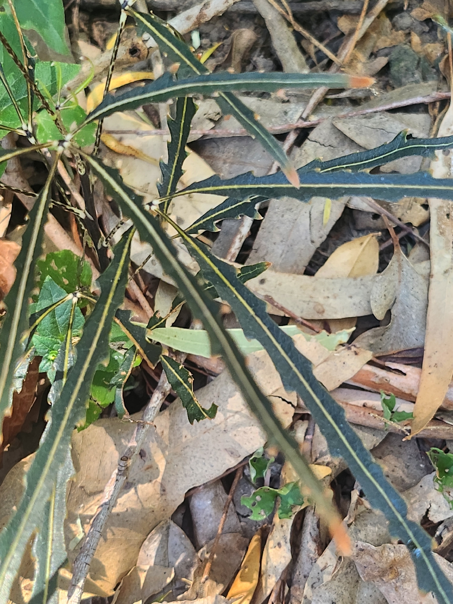 Imagem de Arália elegantíssima