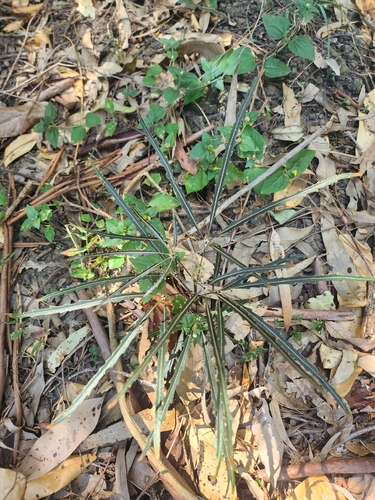 Foto de Arália elegantíssima