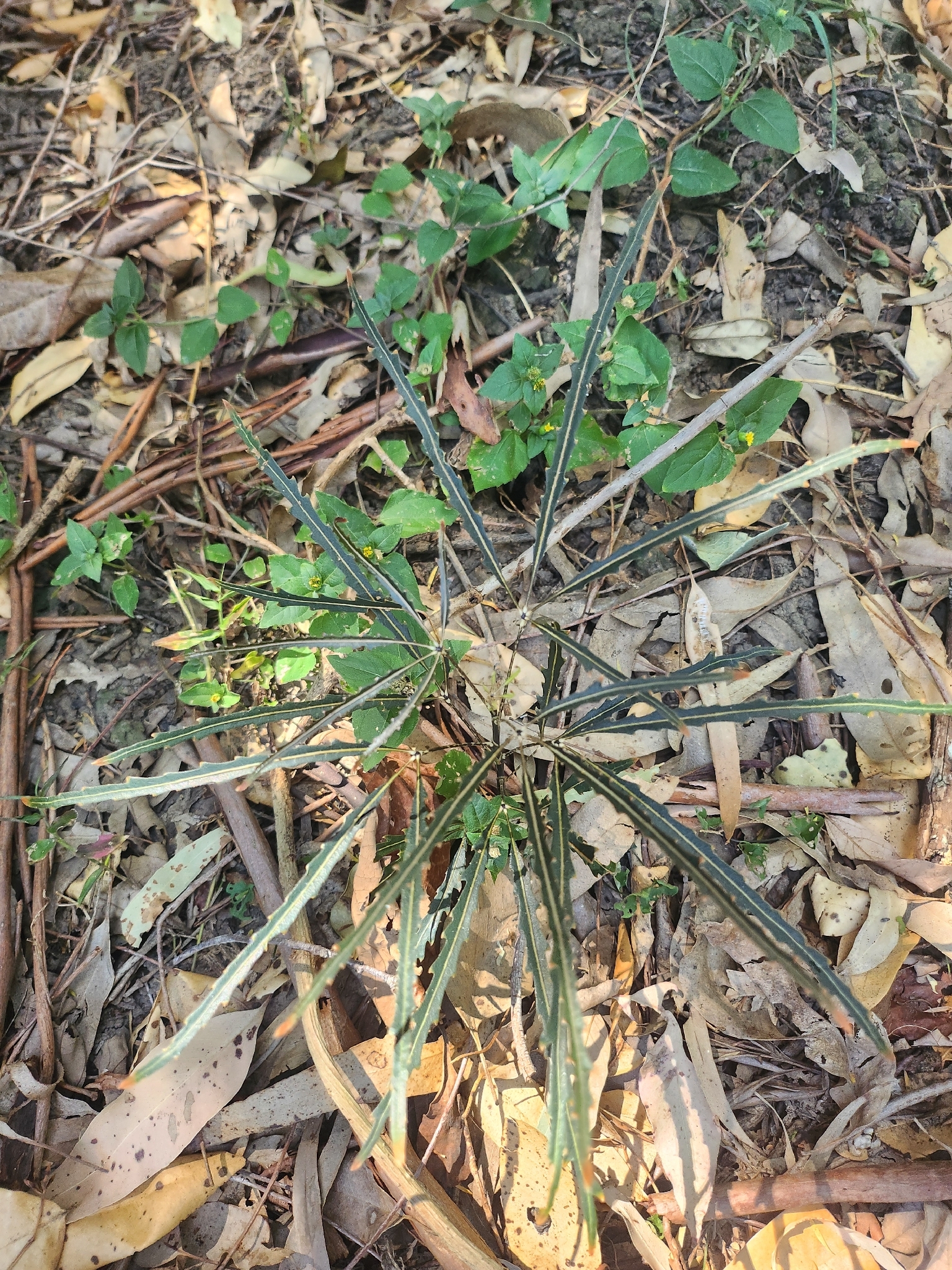 Imagem de Arália elegantíssima