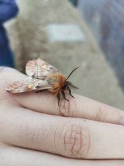 Ormiscodes amphimone