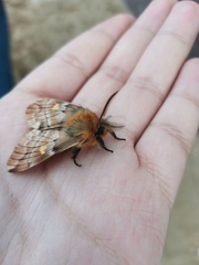 Ormiscodes amphimone