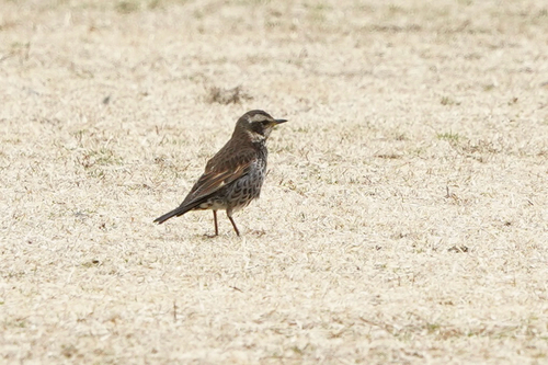 Dusky Thrush, Ebina, Kanagawa, JP, photo 7 of 10