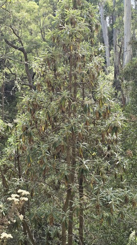 Blanket Leaf (Bedfordia arborescens)