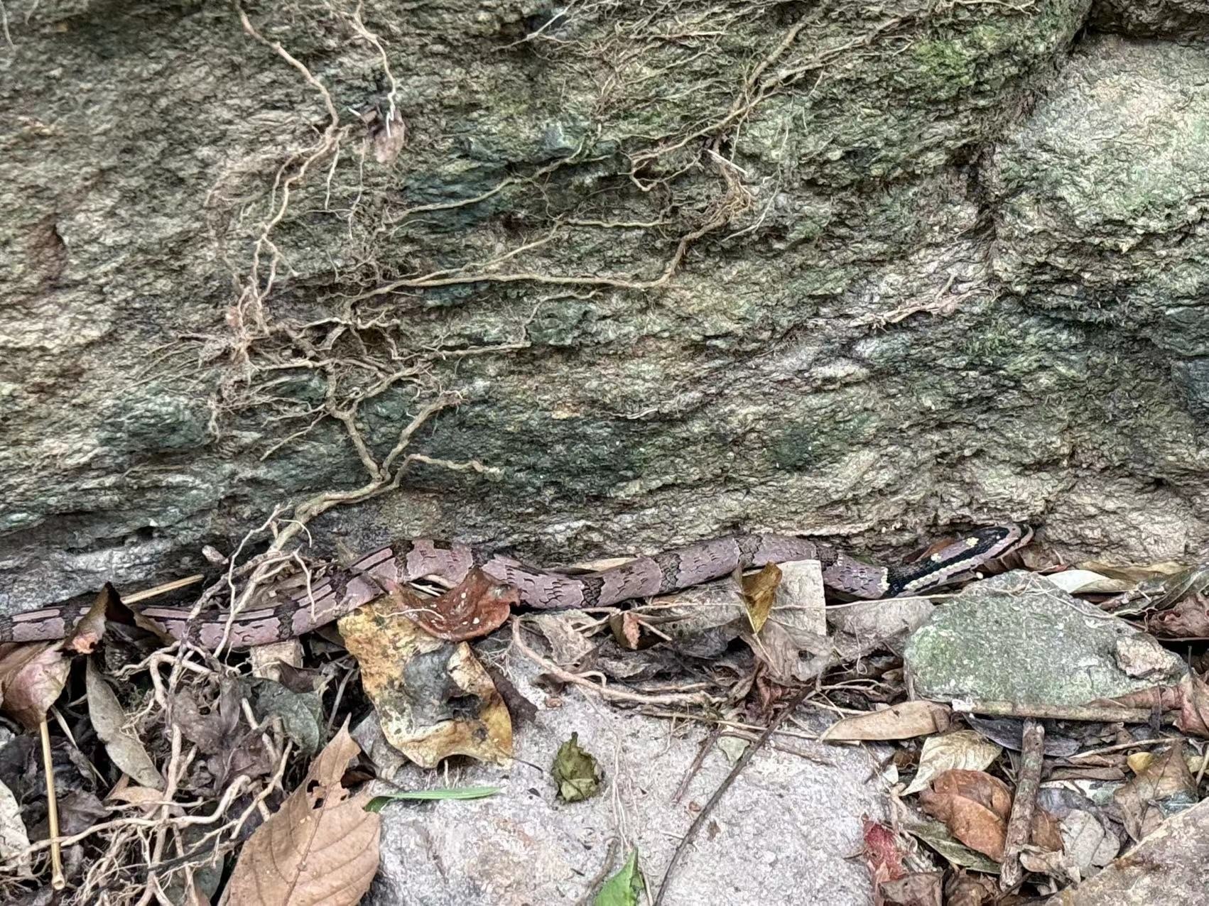 Bamboo False Cobra photo 7