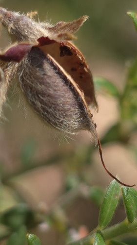 mountain Mirbelia (Oxylobium oxylobioides)