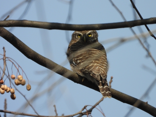 Asian Barred Owlet