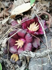 Bdallophytum americanum